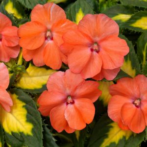 Sun Patiens